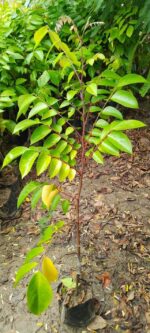 Star Fruit Plant - Image 3