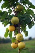 Pear Fruit Plant - Image 2