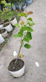 Pear Fruit Plant - Image 4