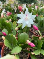 Zygo Cactus - Image 2