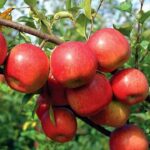 HRMM99 Apple Plant - Image 2