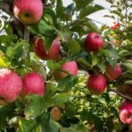 HRMM99 Apple Plant