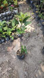 HRMM99 Apple Plant - Image 4
