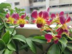 Dendrobium Orchid - Image 6