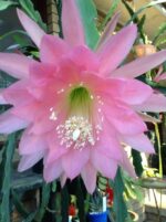 Brahama Kamal Flowering Plant
