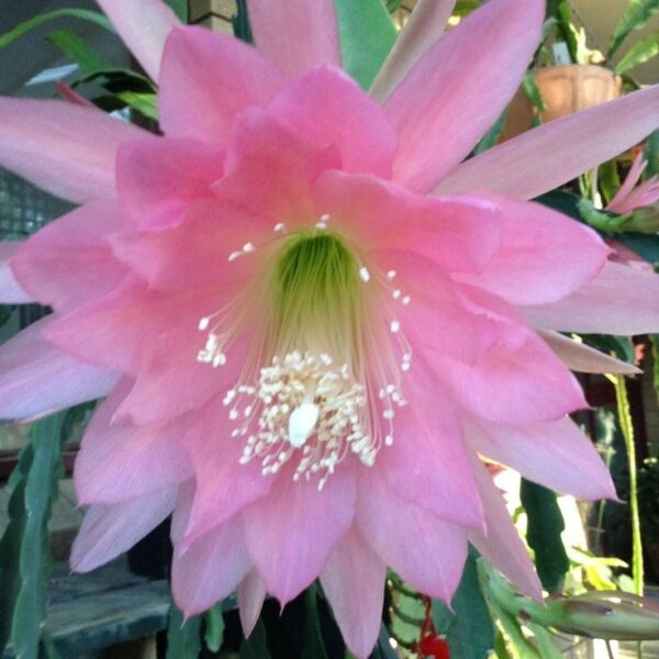 Brahama Kamal Flowering Plant