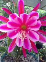 Brahama Kamal Flowering Plant - Image 5