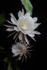 Brahama Kamal Flowering Plant - Image 6