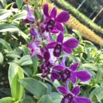 Dendrobium Orchid - Image 3