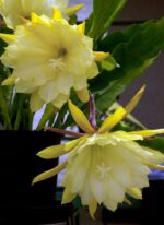 Brahama Kamal Flowering Plant - Image 2