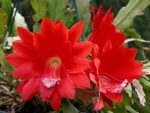 Brahama Kamal Flowering Plant - Image 3
