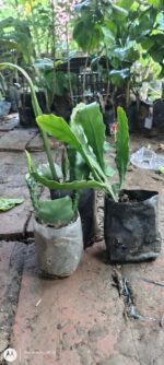 Brahama Kamal Flowering Plant - Image 7