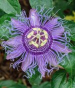 Passion Flower Plant