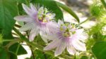 Passion Flower Plant - Image 3