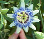 Passion Flower Plant - Image 4