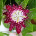 Passion Flower Plant - Image 5