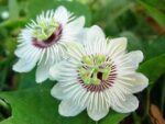 Passion Flower Plant - Image 2