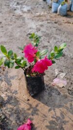 Azelea Flower Plant - Image 7