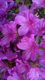 Azelea Flower Plant - Image 3