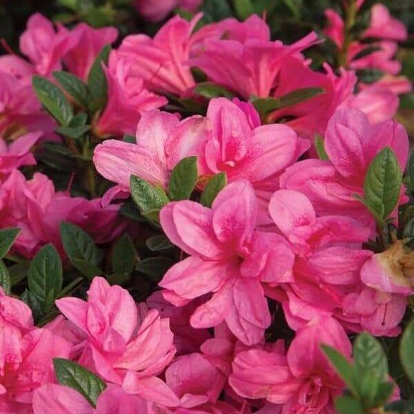 Azelea Flower Plant