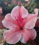 Azelea Flower Plant - Image 5