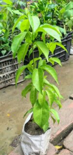 Garlic Vine Plant - Image 6