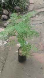 Jacaranda Flower Plant - Image 6