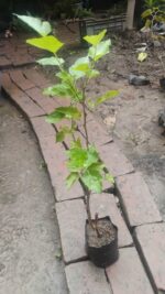 Long Mulberry Plant - Image 6