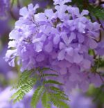 Jacaranda Flower Plant - Image 4