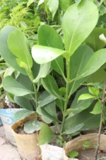 Autograph(Clusia Rosea) Tree - Image 5