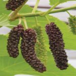 Long Mulberry Plant - Image 5