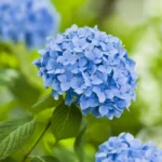 Hydrengea Flower Plant - Image 5