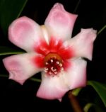 Autograph(Clusia Rosea) Tree