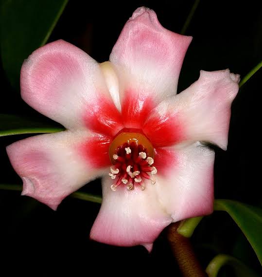 Autograph(Clusia Rosea) Tree