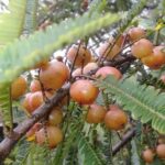 Red Amla Fruit Plant - Image 2