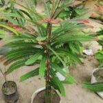 Red Amla Fruit Plant - Image 5