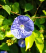 Blue Cluster Vine