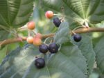 Phalsa Fruit Plant