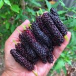 Long Mulberry Plant - Image 2