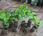 Hydrengea Flower Plant - Image 6