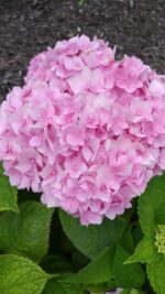 Hydrengea Flower Plant - Image 2