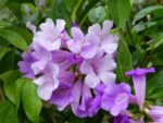 Garlic Vine Plant - Image 5