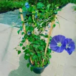 Blue Cluster Vine - Image 5