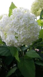 Hydrengea Flower Plant - Image 3