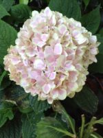 Hydrengea Flower Plant