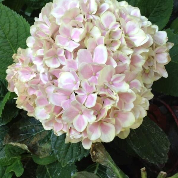 Hydrengea Flower Plant